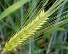 sandwicherie-le-champ-aux-bles-forest-0-logo